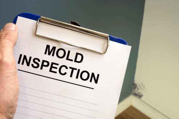 Best Basement Mold Removal  in Norwood, PA